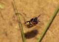 24 bijenwof Philanthus triangulum f Stalberg De Hamert_resize